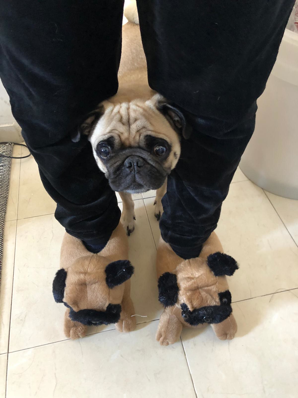 The Pug Portrait